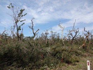 Damage caused by mini tornado 
