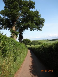 Dorset Lane